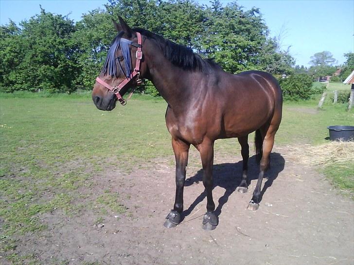 Anden særlig race Manse<33 billede 14