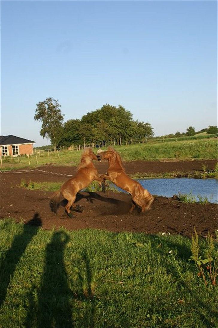 Islænder Yggdrasil fraS. Bóthildur billede 16