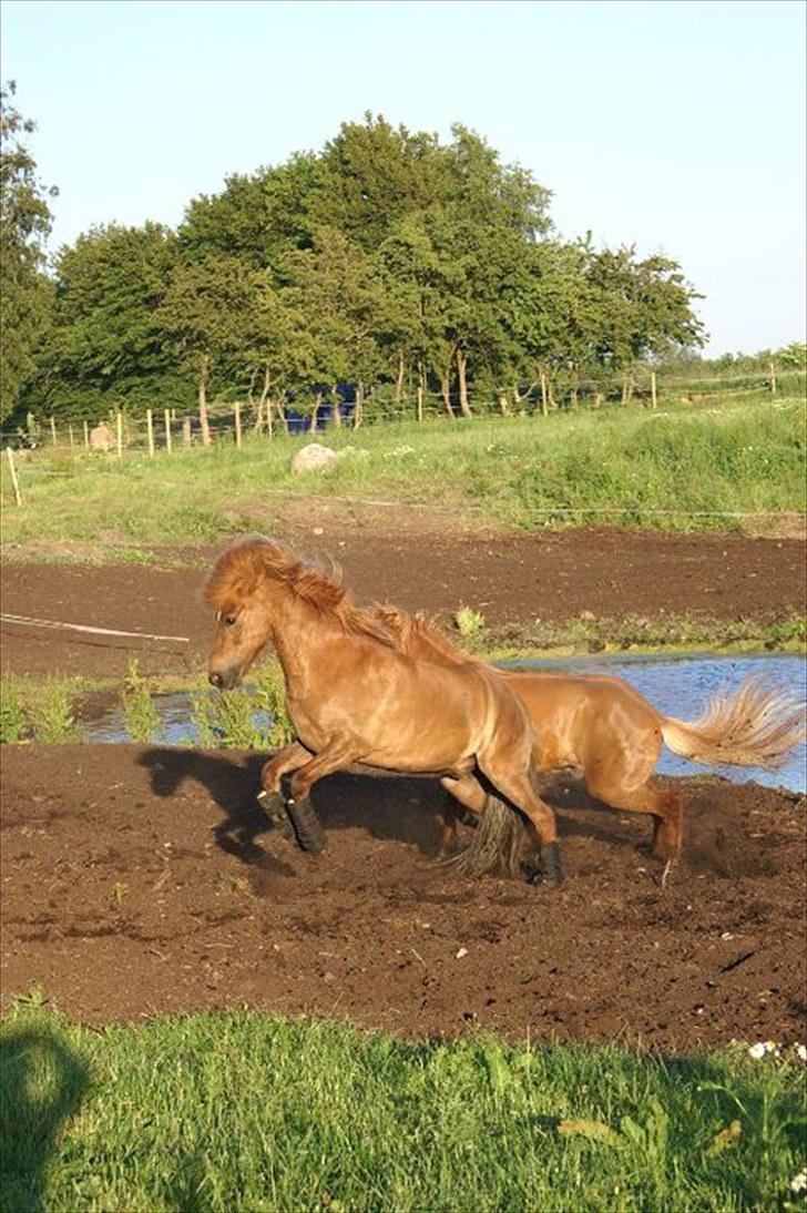 Islænder Yggdrasil fraS. Bóthildur billede 17