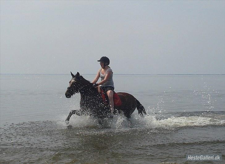 Anden særlig race Nikoline *SOLGT* billede 4