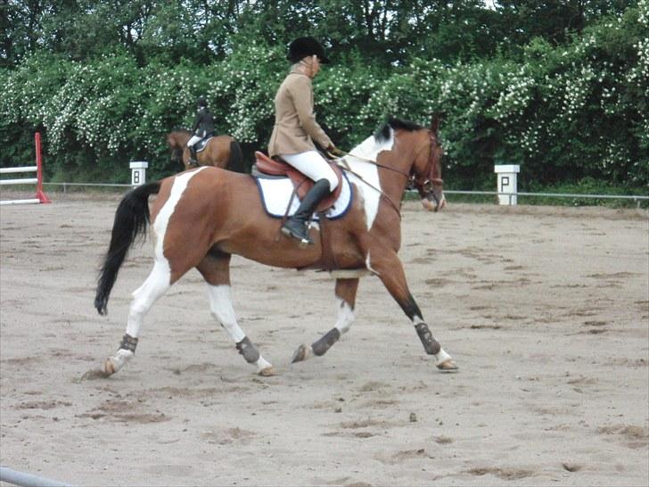 Pinto Robin  billede 8