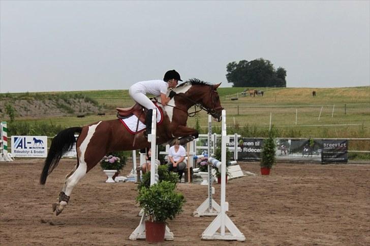 Pinto Robin  - LB for hest billede 9