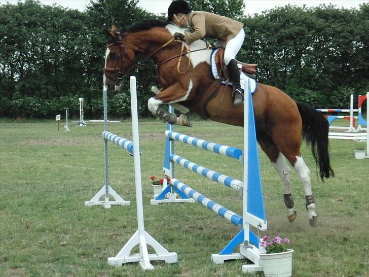 Pinto Robin  - NVR 4 juni LB** billede 10