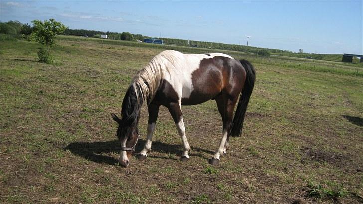 Anden særlig race Little claud junior *Red* billede 3