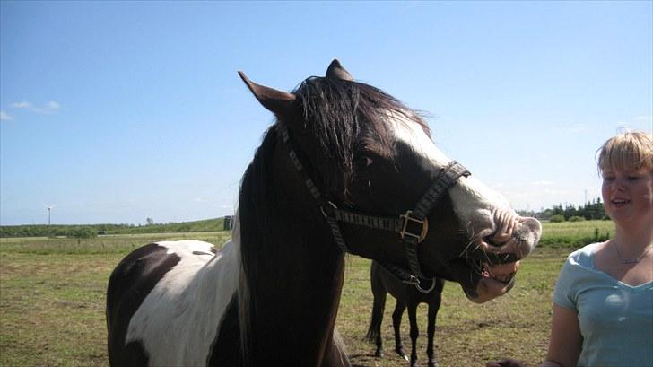 Anden særlig race Little claud junior *Red* billede 4