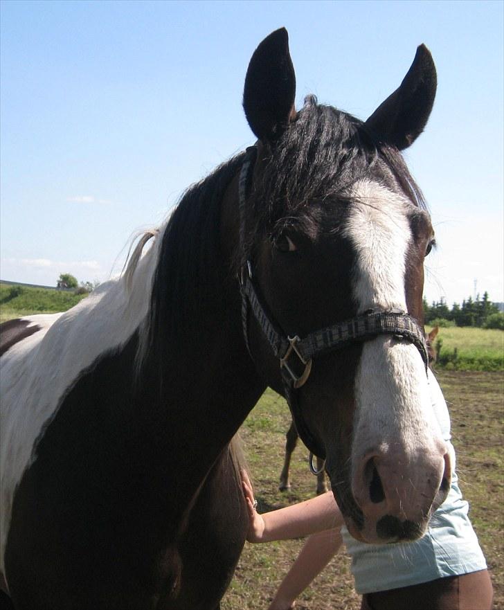 Anden særlig race Little claud junior *Red* billede 5
