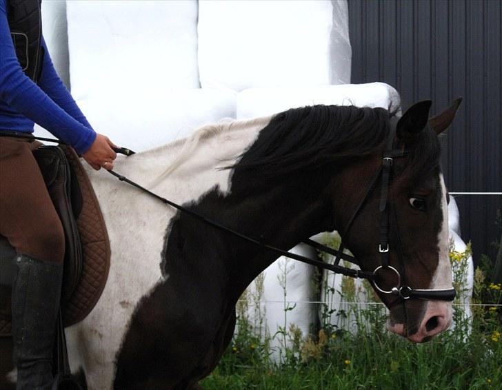 Anden særlig race Little claud junior *Red* billede 6