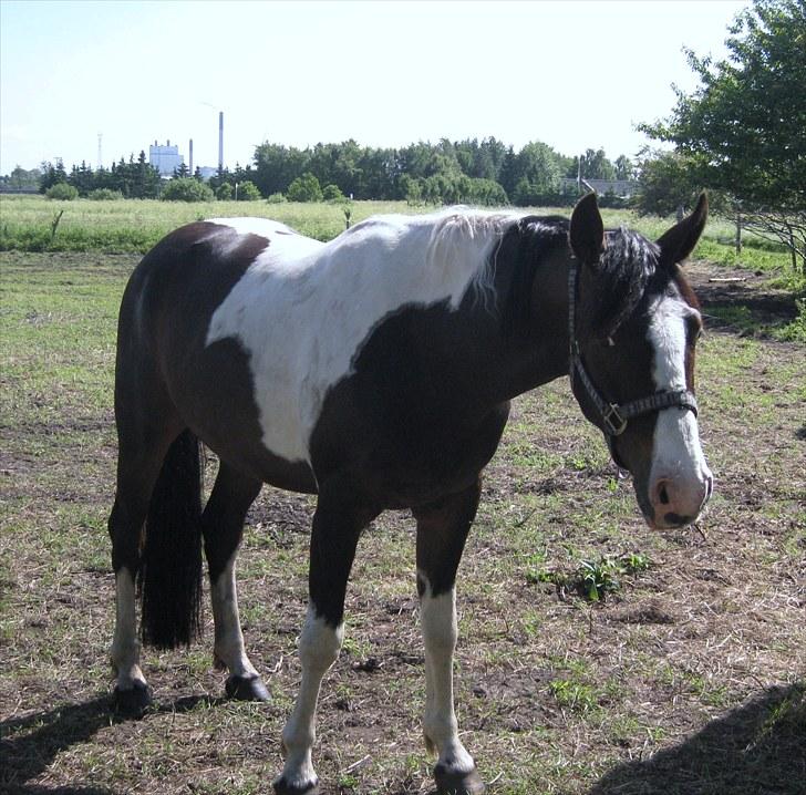 Anden særlig race Little claud junior *Red* billede 7