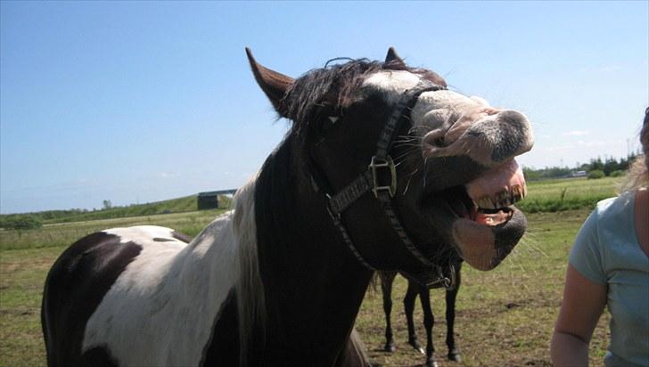 Anden særlig race Little claud junior *Red* billede 8