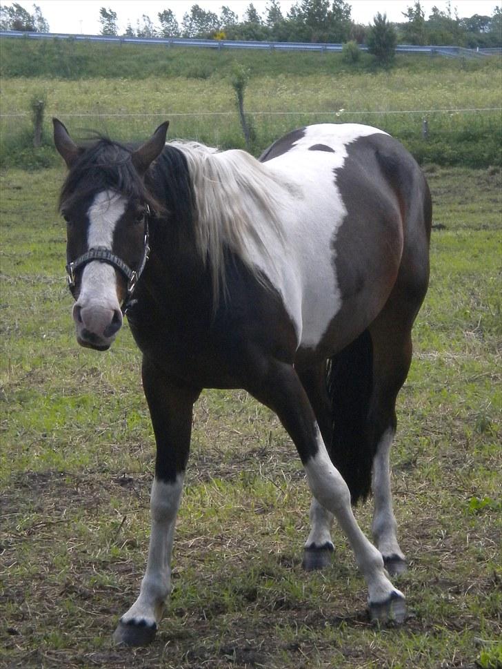 Anden særlig race Little claud junior *Red* billede 9