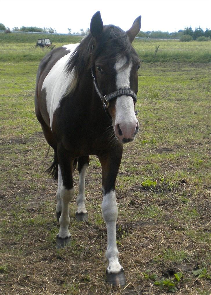 Anden særlig race Little claud junior *Red* billede 10