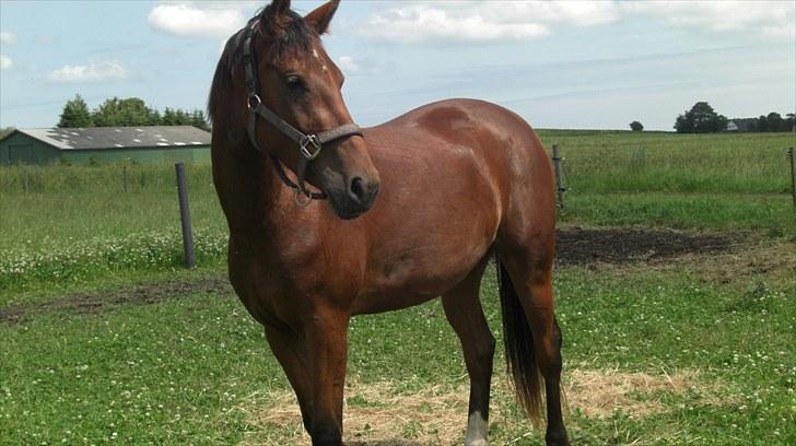 Welsh Partbred (Sec F) Aimi  - min dejlige Aimi... :-) billede 11