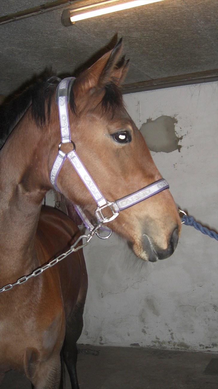 Welsh Partbred (Sec F) Aimi  - Et af de første billeder i februar 2010 billede 18