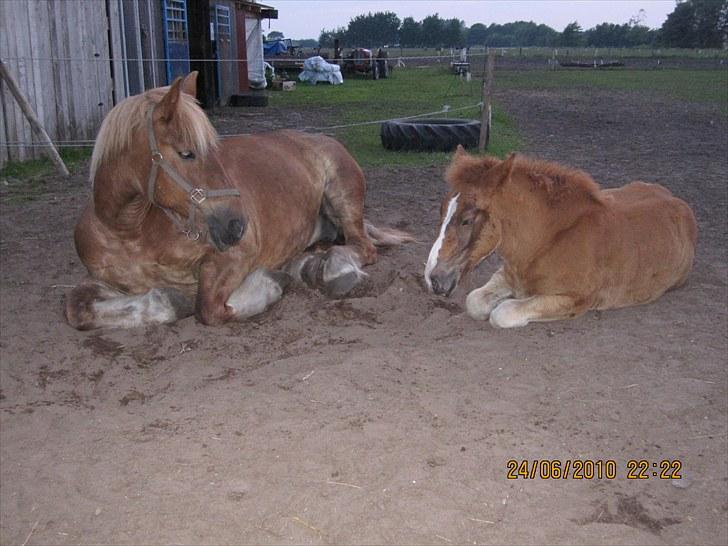 Schleswiger Enzo Toft - Enzo og Mor hviler Foto Mig siel billede 16