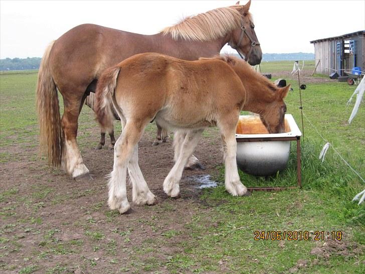 Schleswiger Enzo Toft - Den spand i badekarret SKAL bare ikke være der, grrr. Foto Mig siel billede 17
