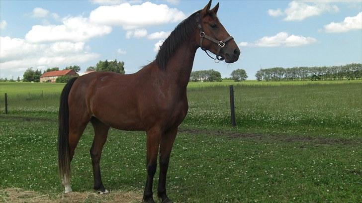 Welsh Partbred (Sec F) Aimi  - Uha uha. hvor hun dog kan stå, når hun opdager noget. Ret holdning må jeg selv indrømme. Go Home BS. Ha ha billede 14