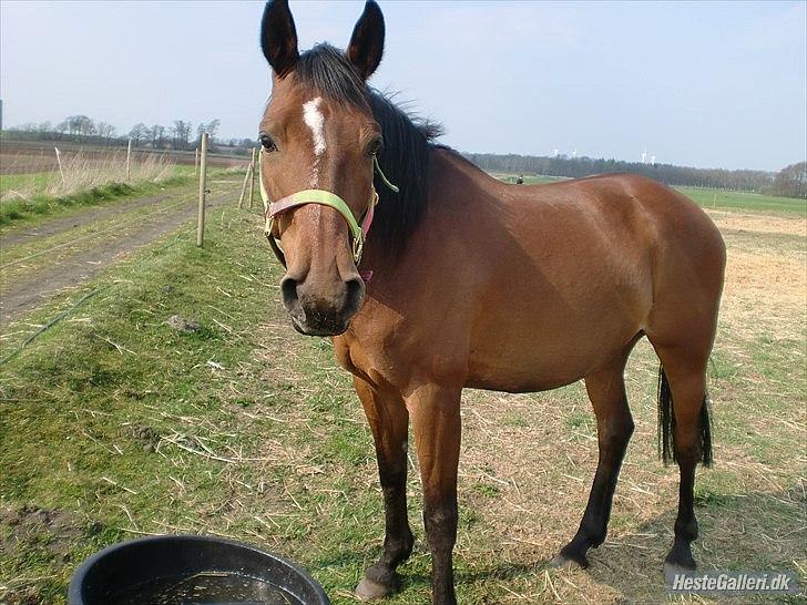 Dansk Varmblod Majbrit. RIP - min super smukke og flotte prissese! sidste nye foto billede 1