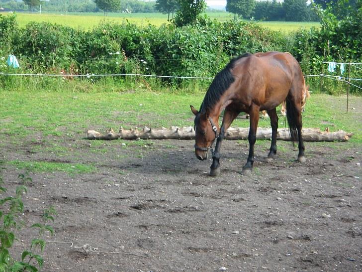 Dansk Varmblod Majbrit. RIP billede 2