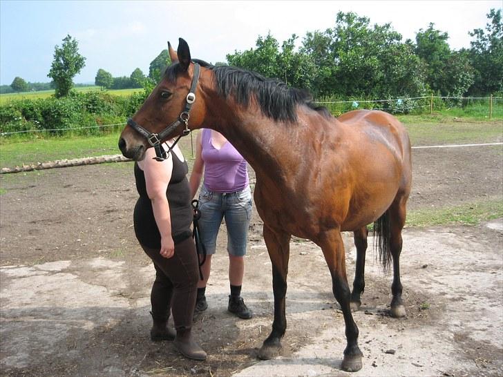 Dansk Varmblod Majbrit. RIP billede 3