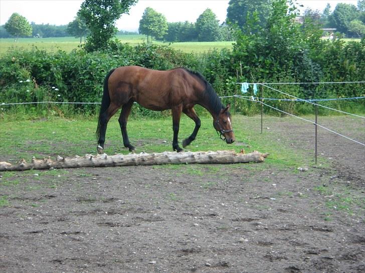 Dansk Varmblod Majbrit. RIP billede 4