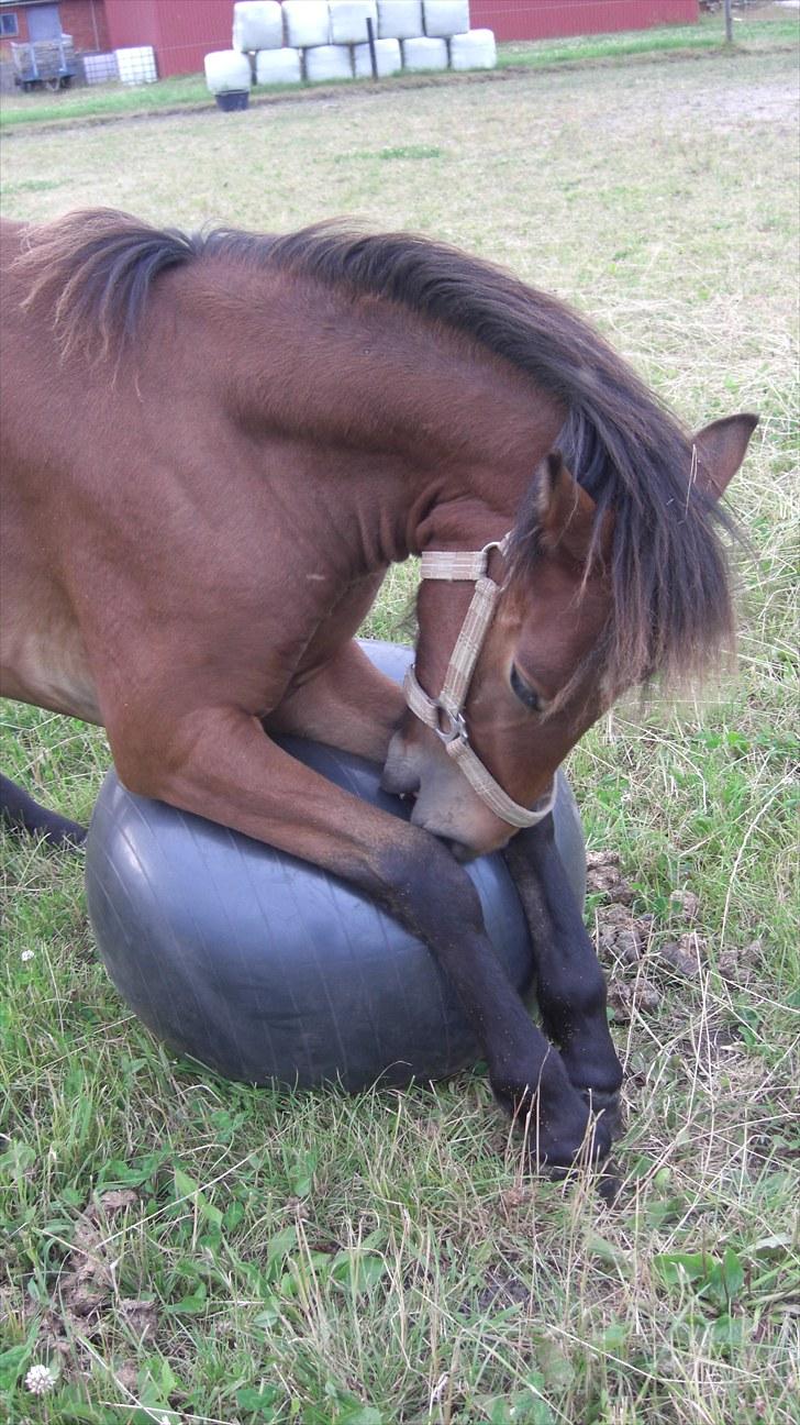 Anden særlig race Borriz <3 R.I.P. - hey. fedt med seje øvelser på den her mærkelige runde dims... hi hi  :-) billede 8