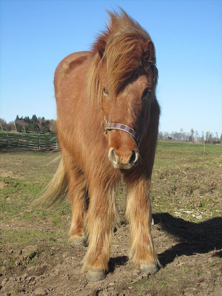 Islænder Hlín (kusines) -Flyttet- billede 15