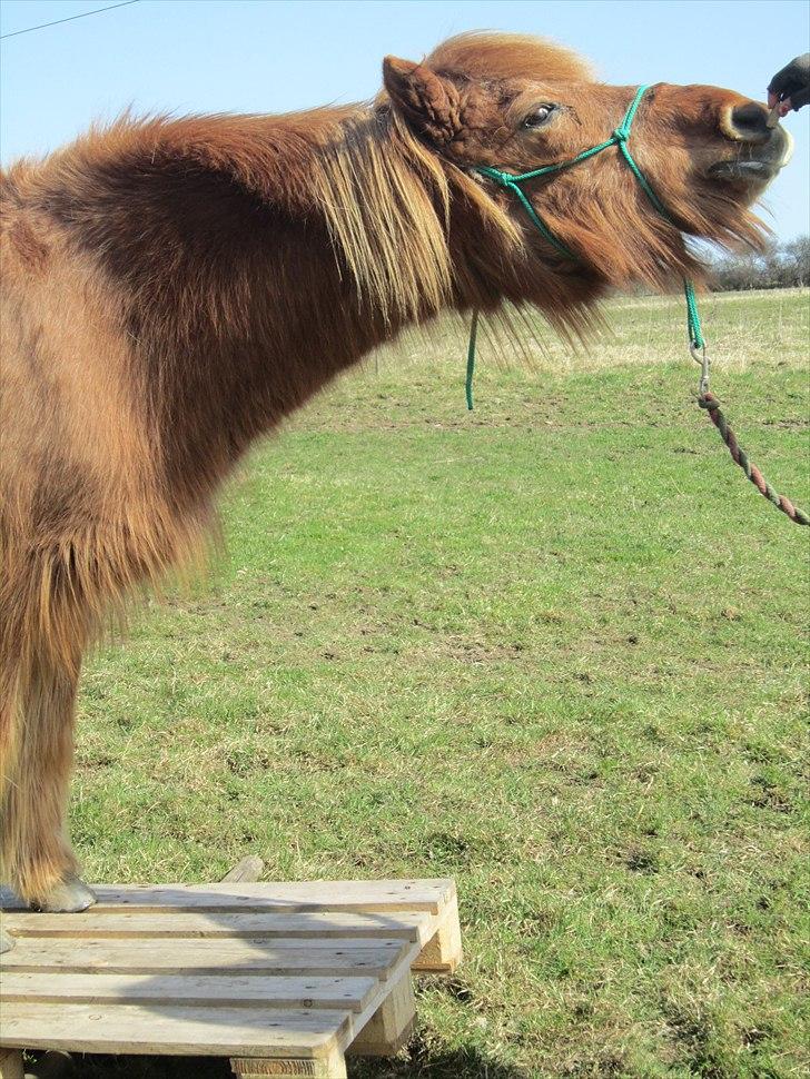 Islænder Hlín (kusines) -Flyttet- billede 16