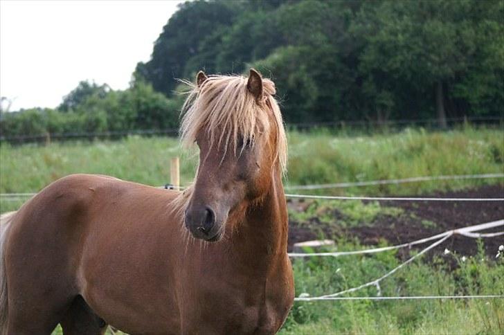 Islænder Hagalin fra Kakke  - Velkommen til Hagalin´s profil   billede 1
