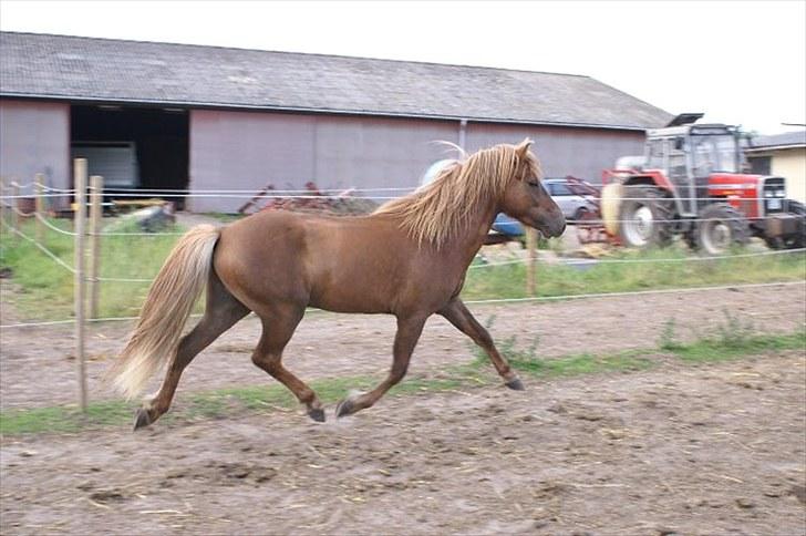 Islænder Hagalin fra Kakke  billede 2