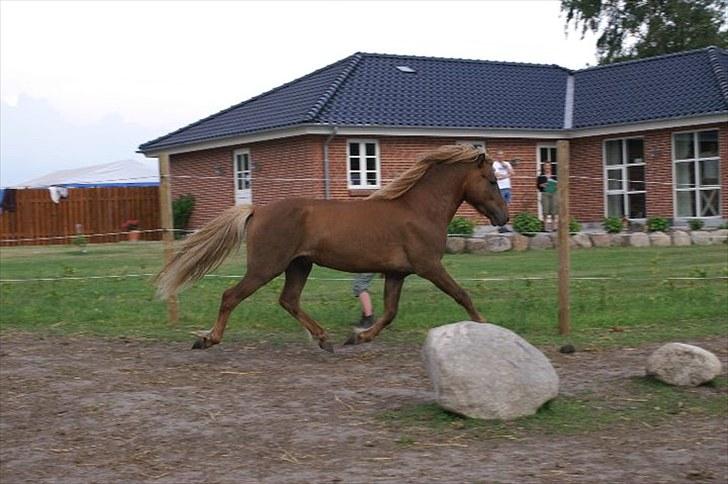 Islænder Hagalin fra Kakke  billede 3