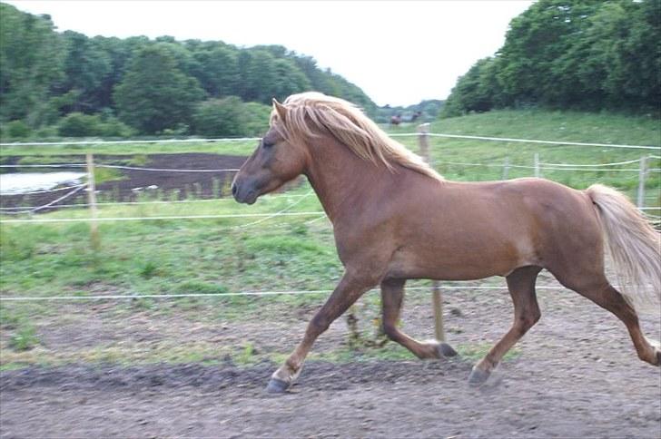Islænder Hagalin fra Kakke  billede 4