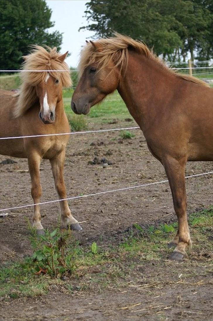 Islænder Hagalin fra Kakke  - Mine to dejlige heste Hagalin og Valur <3 billede 5
