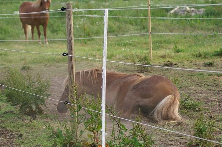 Islænder Hagalin fra Kakke  billede 6