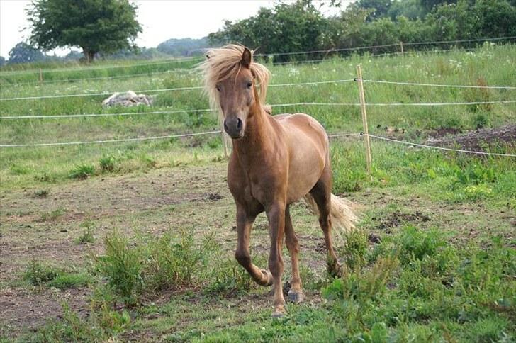 Islænder Hagalin fra Kakke  billede 7
