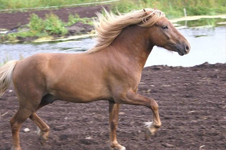 Islænder Hagalin fra Kakke  billede 8