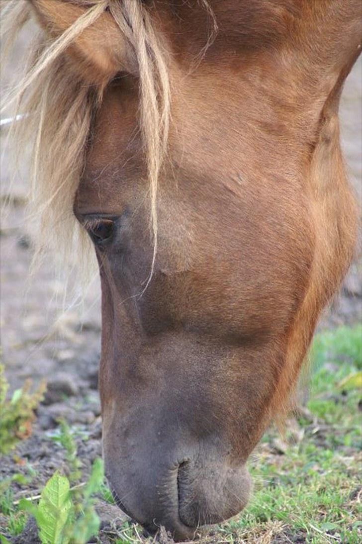 Islænder Hagalin fra Kakke  billede 9