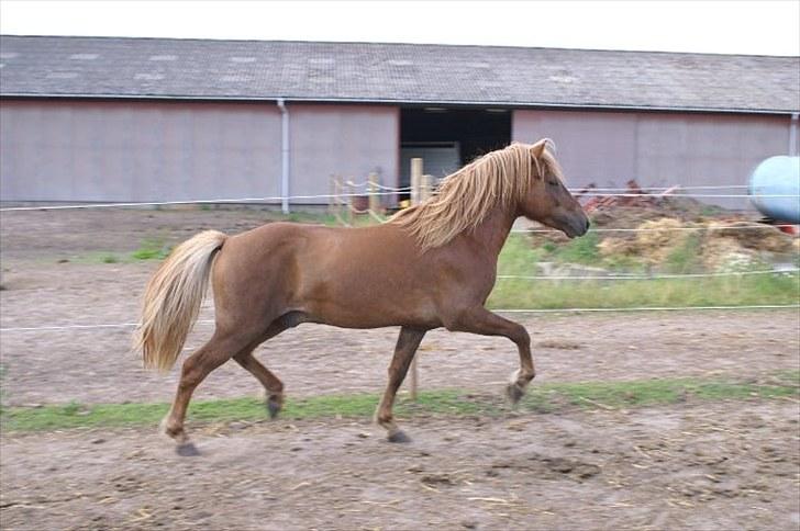 Islænder Hagalin fra Kakke  billede 11