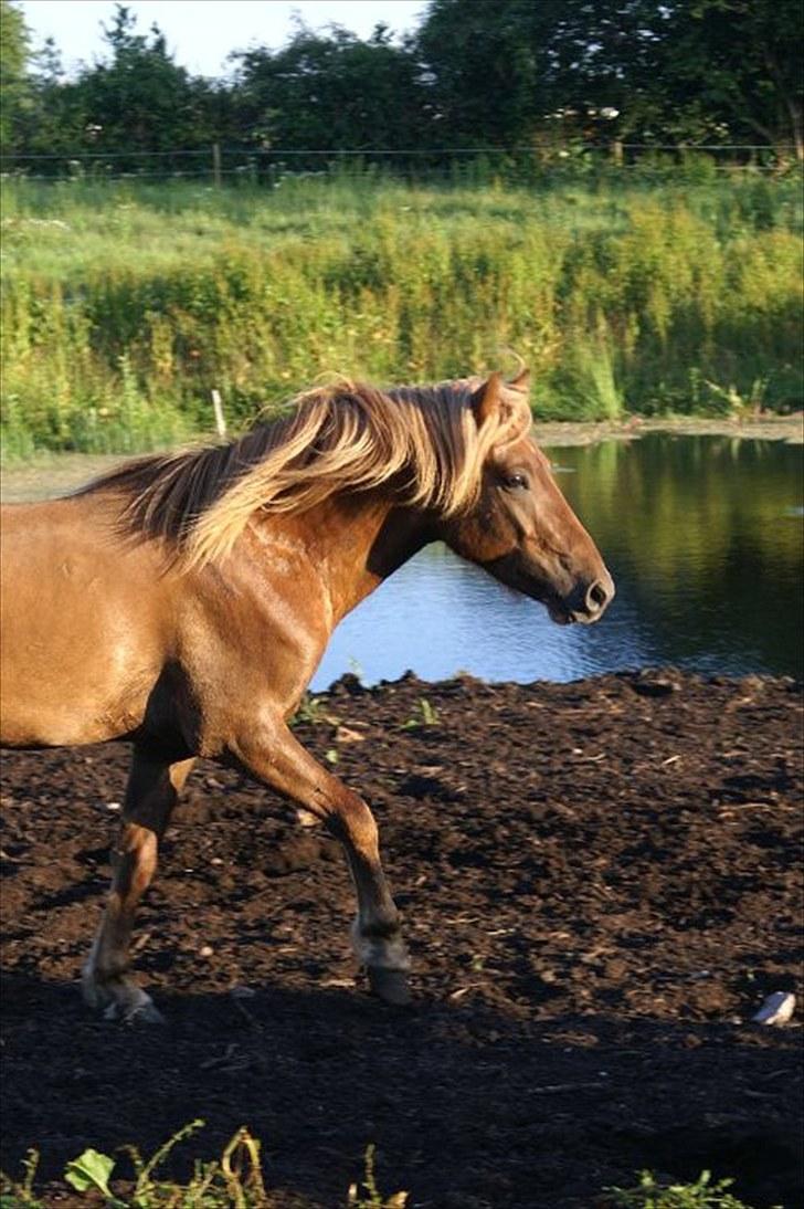 Islænder Hagalin fra Kakke  billede 12
