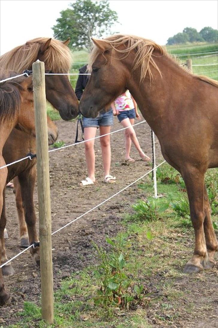 Islænder Hagalin fra Kakke  - Hagalin og Ygge <3 billede 13