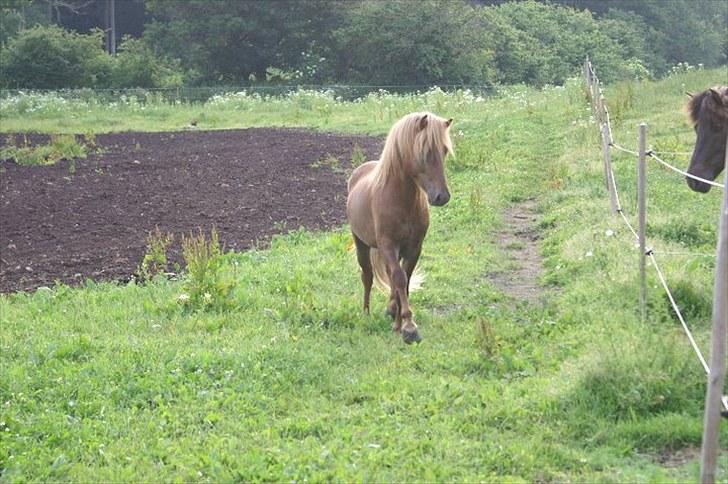 Islænder Hagalin fra Kakke  billede 14