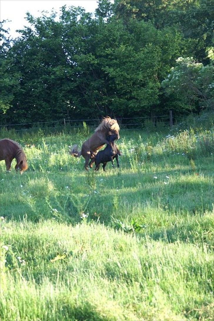 Islænder Hagalin fra Kakke  billede 15