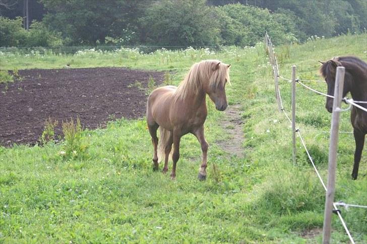 Islænder Hagalin fra Kakke  billede 16