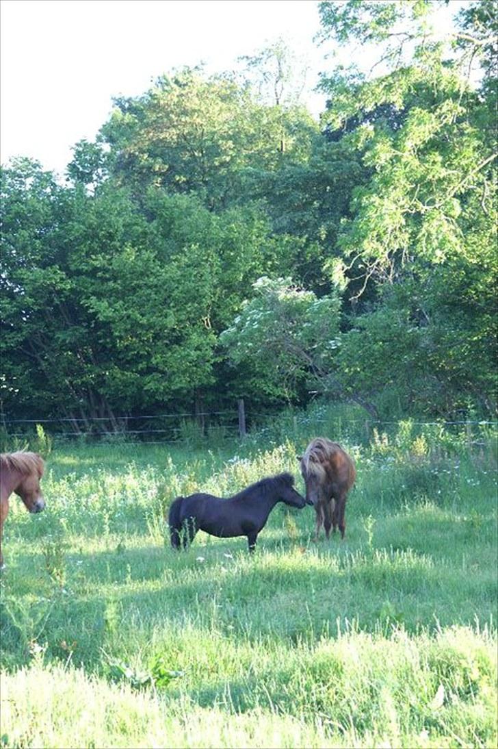 Islænder Hagalin fra Kakke  billede 17
