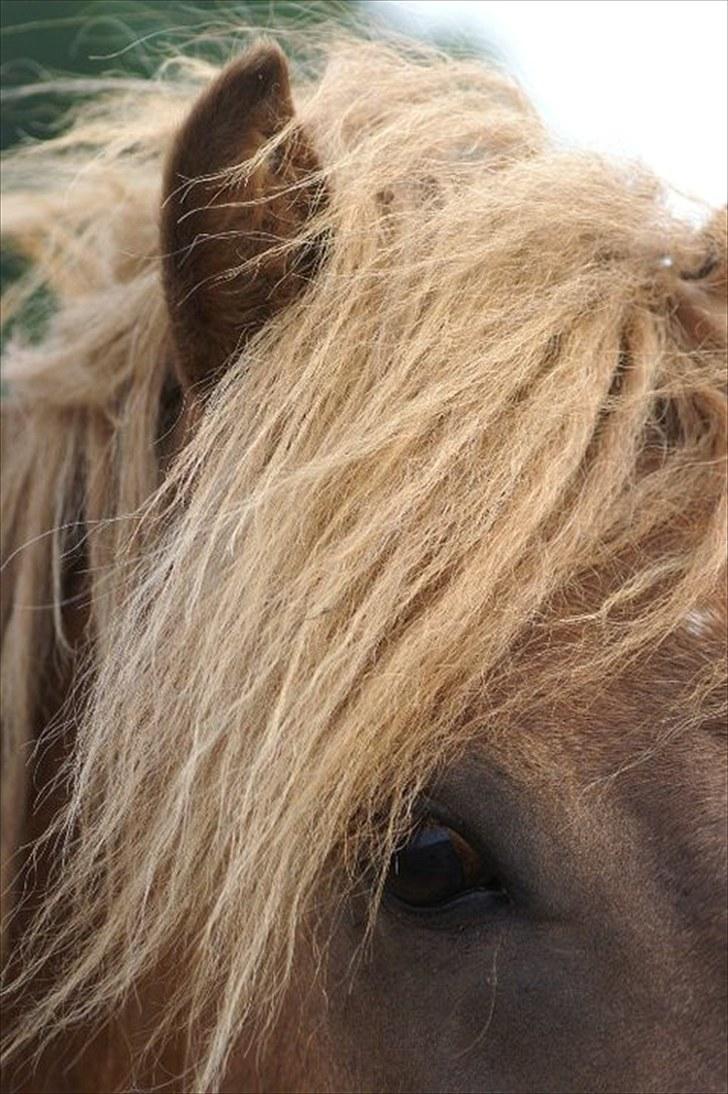 Islænder Hagalin fra Kakke  billede 18