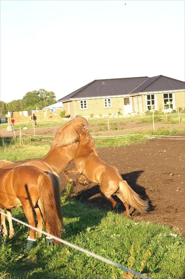 Islænder Hagalin fra Kakke  billede 19