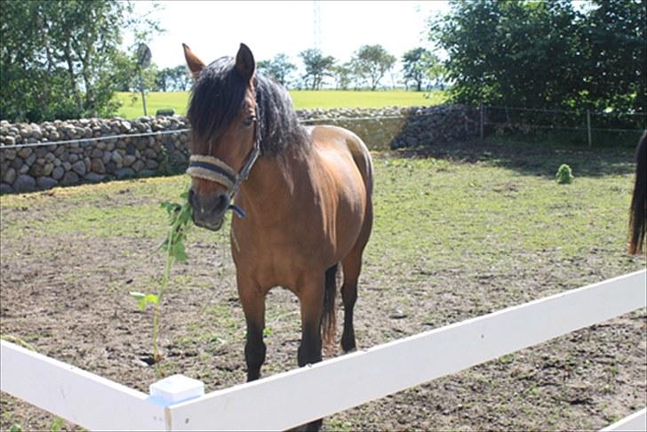 Hollandsk Sportspony Stengårdens Roxanne - Roxanne-mus<3 billede 3