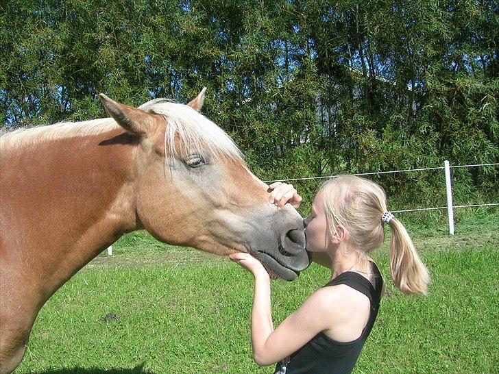 Haflinger Henrietta Ha 559 (Tykkeh) - (5) - Elsk på diq Pownii:´)<33333. billede 6