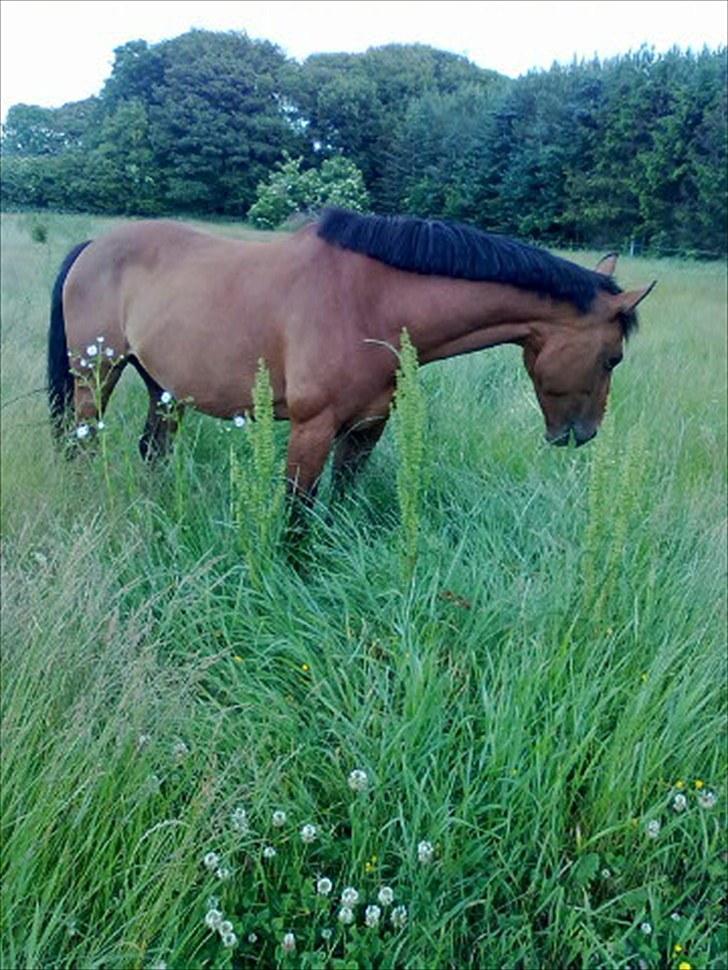 Holstener Olina - solgt! - Dejligt billed fra marken - Tak for dejligt billed Helle (Romino´s mor)  ;) billede 11