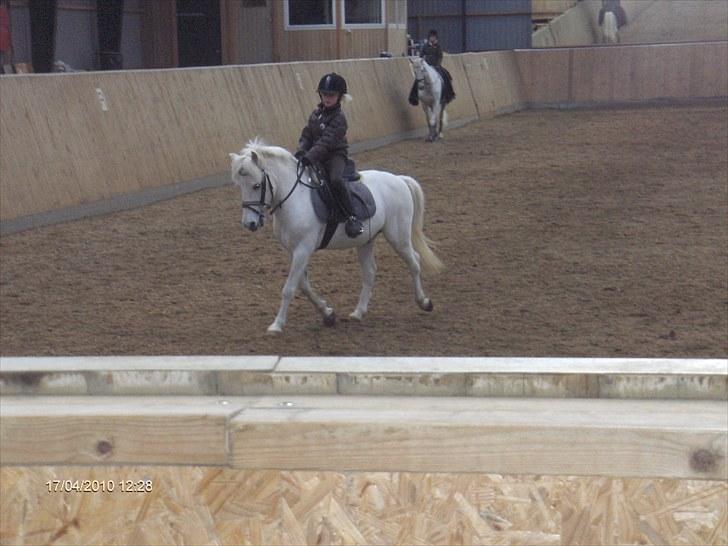 Anden særlig race Flying Snow (solgt 10/2-12) billede 11