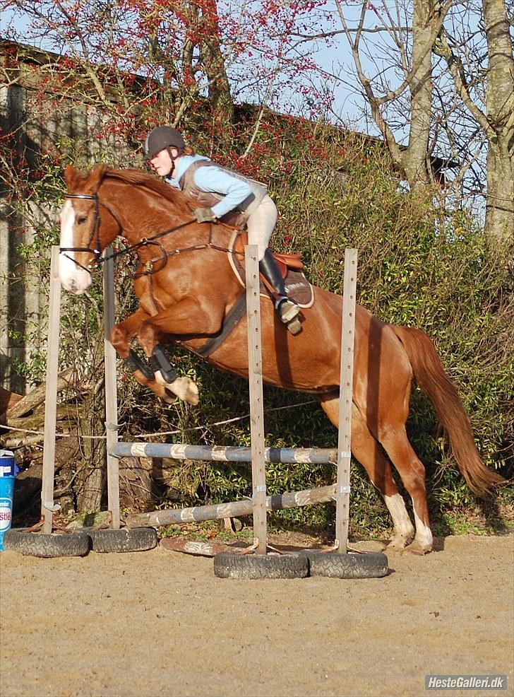 Anden særlig race Ruth Seneca billede 13